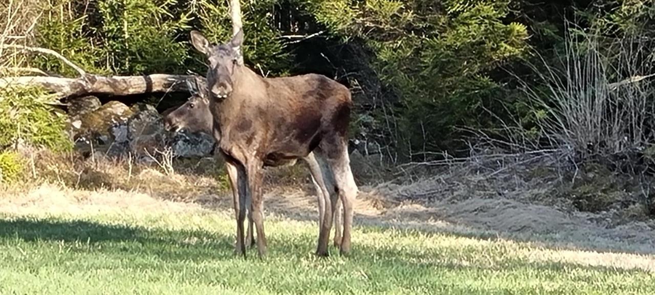 Bjoerkedal Gard Bed & Breakfast Blidsberg Bagian luar foto