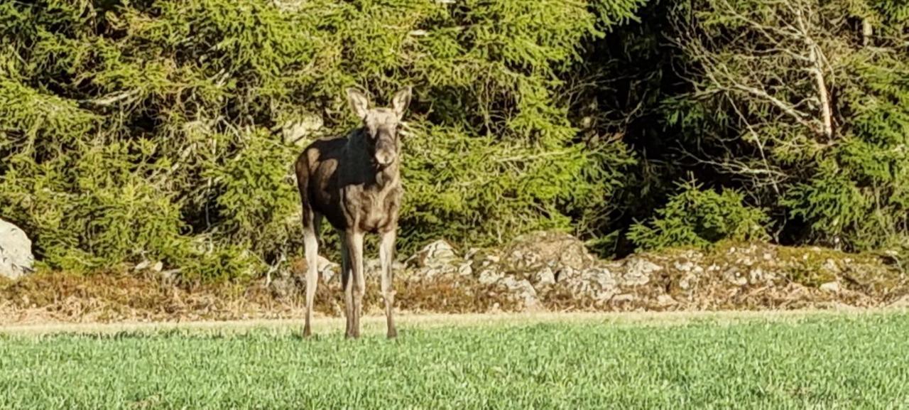 Bjoerkedal Gard Bed & Breakfast Blidsberg Bagian luar foto